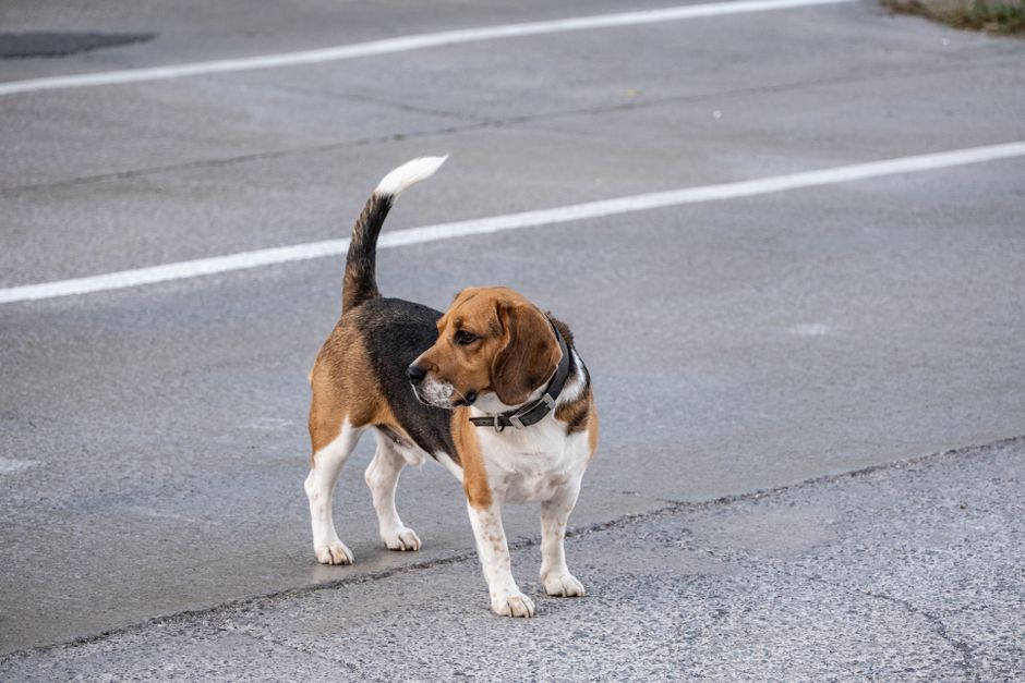 A beagle standing on an urban street, showcasing its curious posture.