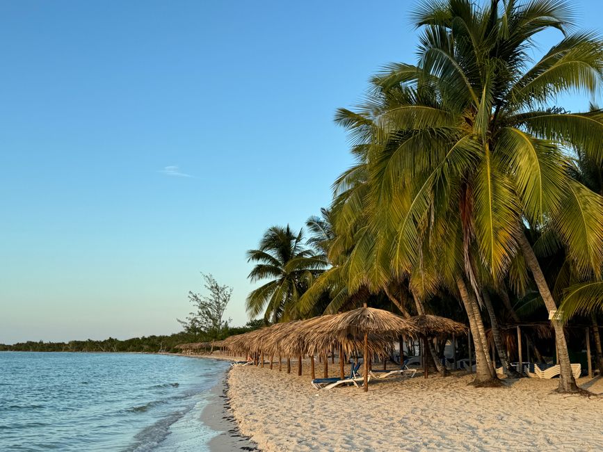 Relaxing tropical beach scene in Cuba with palm trees by the ocean.