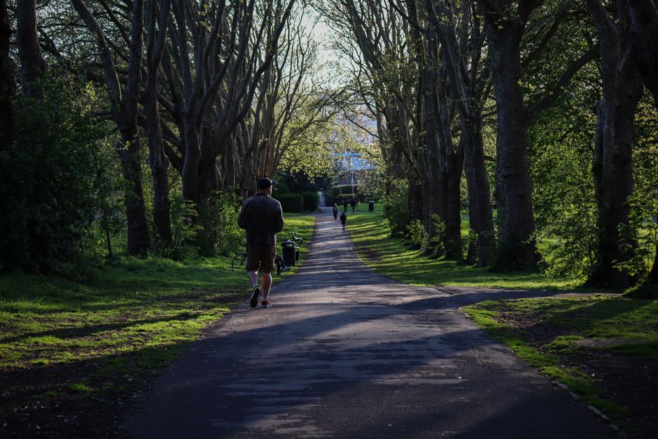 A peaceful walk down a shaded park path surrounded by tall trees.